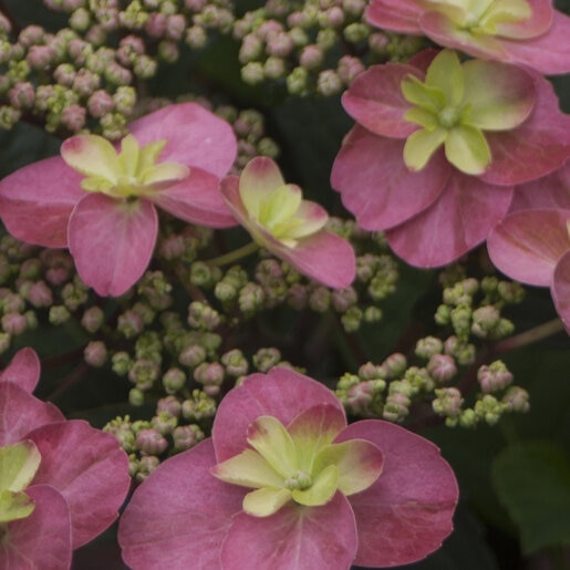 Hydrangea Serrata Color Choice Tuff Stuff Red Lacecap Hydrangea